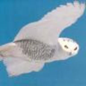 Meet your Posher, Sheila